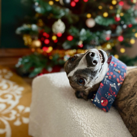 Szeroka obroża martingale dla whippeta  | Bzik Studio